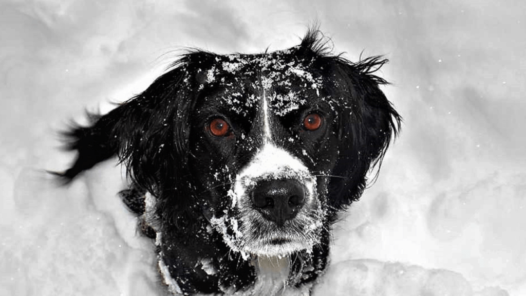 winter dog