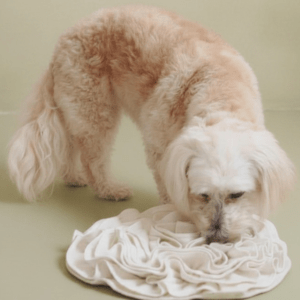 Dog using snuffle mat