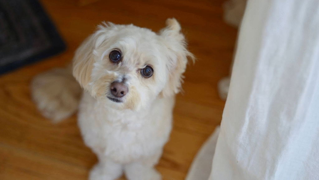 Untitled design (14)